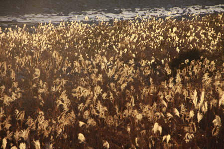 青島からの眺め